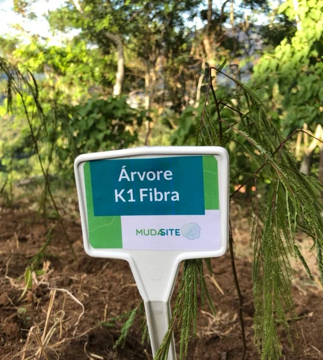 Muda nativa plantada
